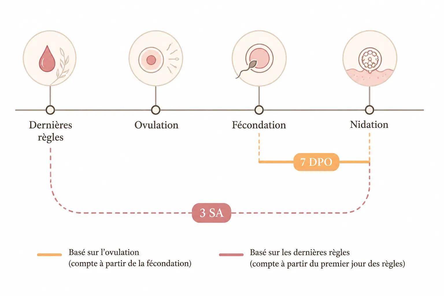 1 semaine de grossesse, 3 SA ou 7 DPO : de quoi parle-t-on exactement ?