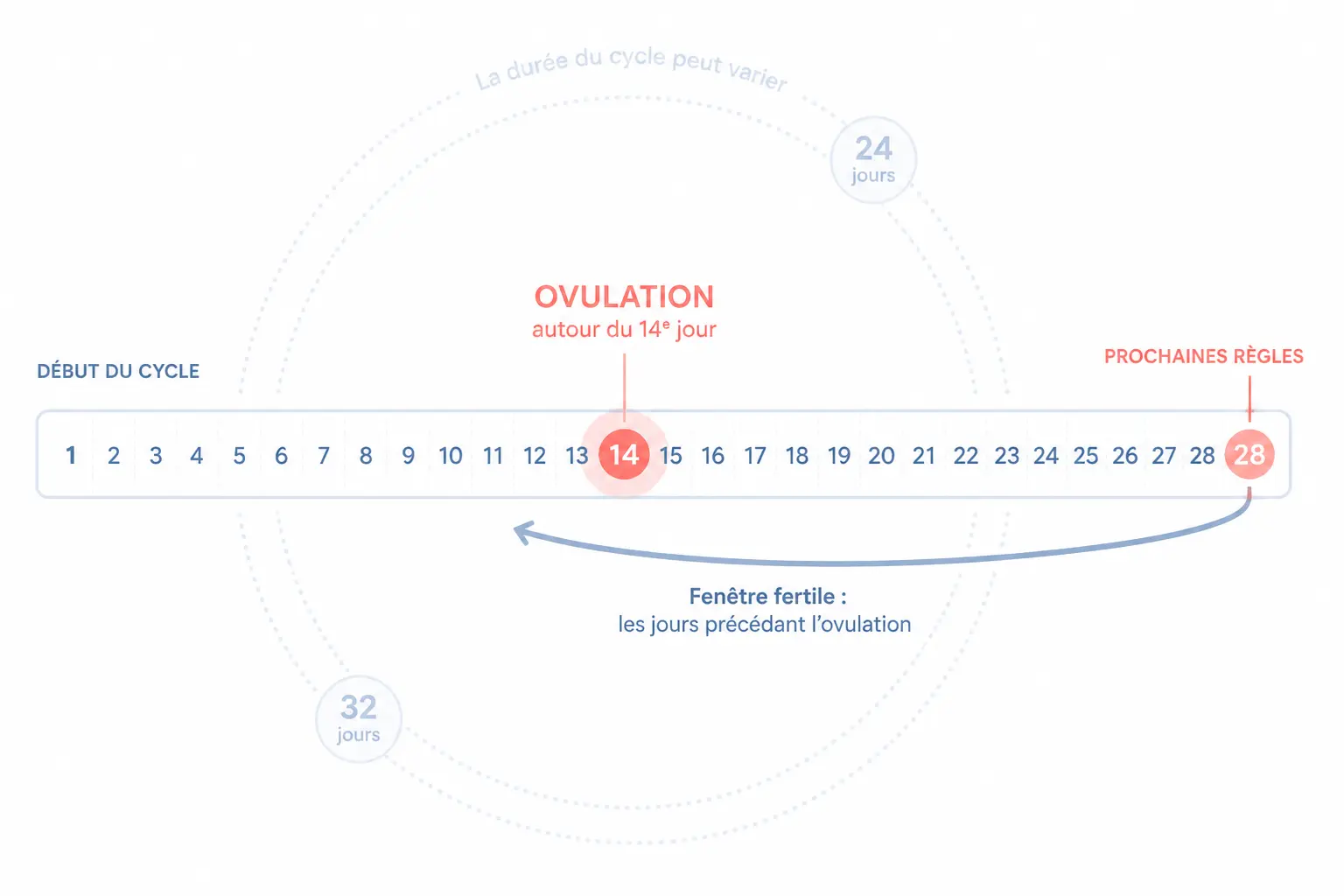 Calculer sa date d’ovulation selon la longueur du cycle