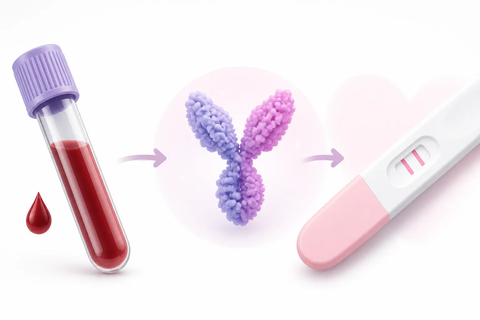 Comment le dosage de la bêta-hCG confirme une grossesse