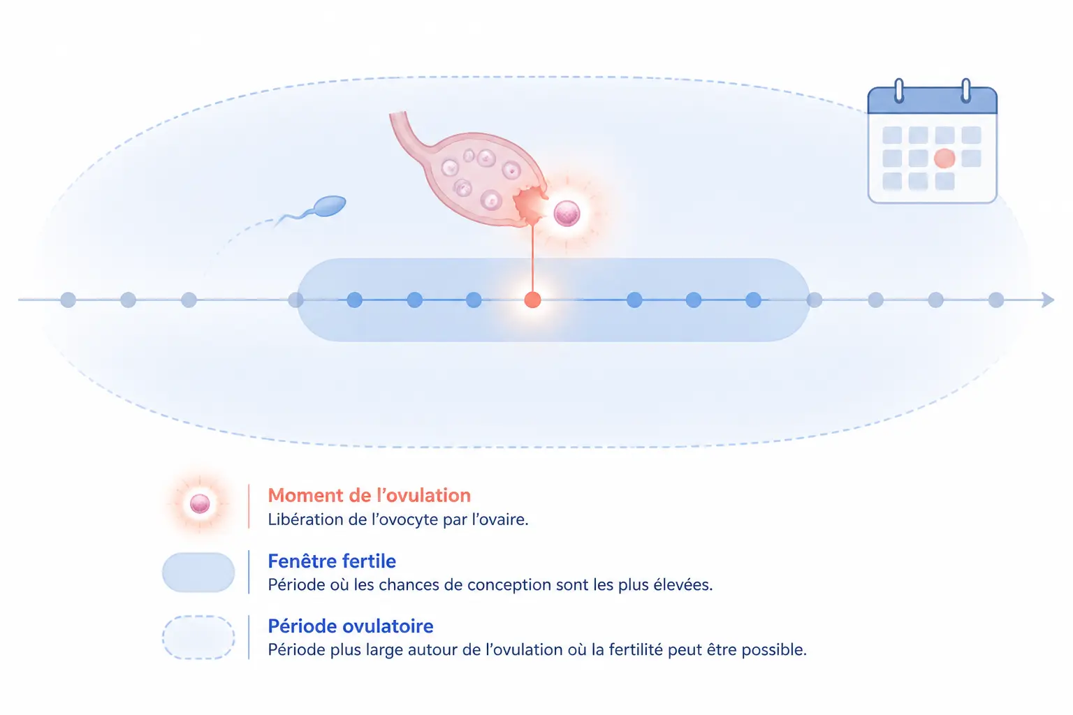 Ovulation, fenêtre fertile et période ovulatoire : trois notions à ne pas confondre