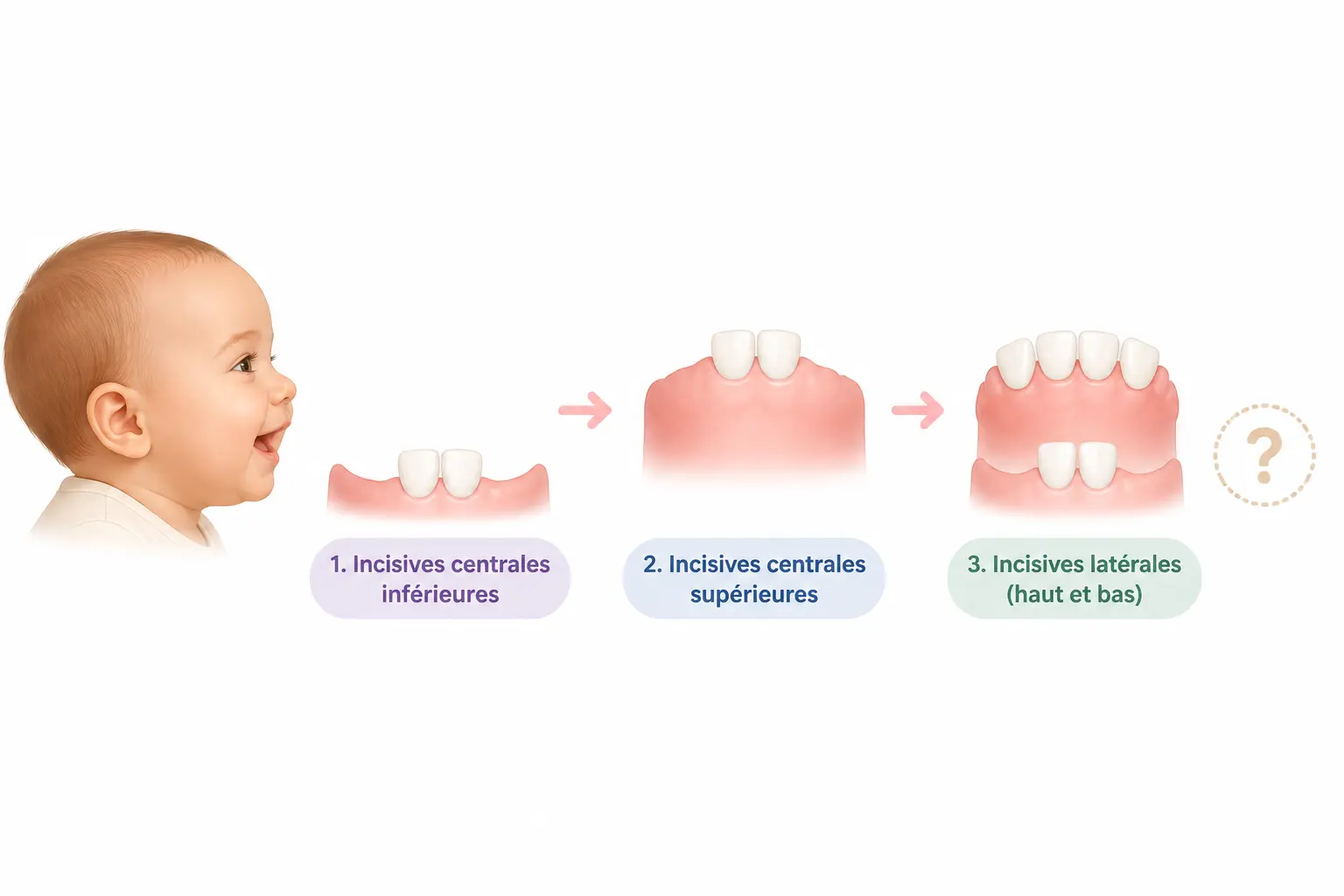 À quel âge sortent les dents de bébé et dans quel ordre ?