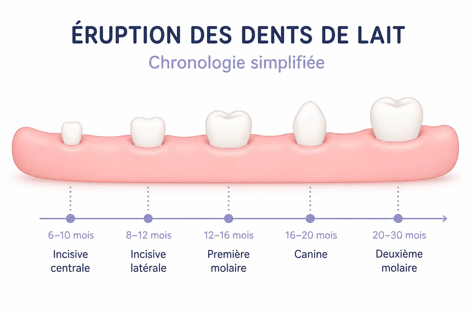 Calendrier des dents de lait : l’ordre de sortie mois par mois